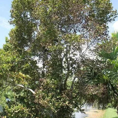 thumbnail for publication: Coccoloba diversifolia: Pigeon Plum